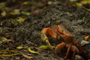Le Crabe de terre commun (Cardisoma guanhumi)<br>
L'Îlet Chancel<br>
Parc Naturel Régional de La Martinique