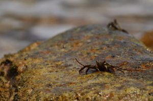 Le Crabe zagaya (Grapsus grapsus)<br>
Le sentier littoral de Sainte-Luce<br>
Parc Naturel Régional de La Martinique