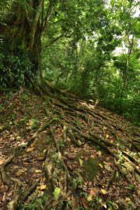 Forêt Hygrophile (Forêt tropicale humide)<br>
Chemin Prêcheur - Grand'Rivière<br>
Parc Naturel Régional de La Martinique