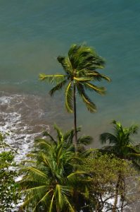Le paradisiaque Anse des Galets<br>
Chemin Prêcheur - Grand'Rivière<br>
Parc Naturel Régional de La Martinique