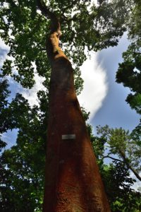 Le Courbaril (Hymenaea courbaril)<br>
Forêt Hygrophile (Forêt tropicale humide)<br>
Chemin Prêcheur - Grand'Rivière<br>
Parc Naturel Régional de La Martinique