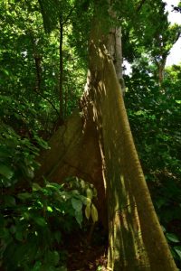 Forêt Hygrophile (Forêt tropicale humide)<br>
Chemin Prêcheur - Grand'Rivière<br>
Parc Naturel Régional de La Martinique