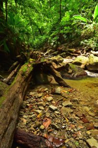 La Rivière des 3 Bras<br>
Chemin Prêcheur - Grand'Rivière<br>
Parc Naturel Régional de La Martinique