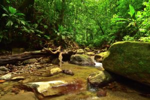 La Rivière des 3 Bras<br>
Chemin Prêcheur - Grand'Rivière<br>
Parc Naturel Régional de La Martinique
