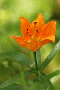 Le Lys orangé (Lilium bulbiferum)<br>
Vallon de Casterino<br>
Parc National du Mercantour / Région de la vallée des Merveilles / Vallée de la Roya