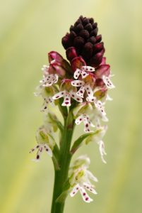 L'orchis brûlé (Neotinea ustulata)<br>
Vallon de Casterino<br>
Parc Naturel National du Mercantour