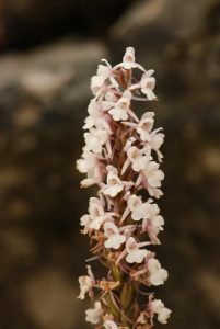L'Orchis moucheron (Gymnadenia conopsea)<br>
Vallon de Casterino<br>
Parc National du Mercantour