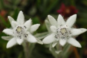 L'Edelweiss (Leontopodium alpinum)<br>
Région de la vallée des Merveilles / Vallée de la Roya<br>
Parc National du Mercantour