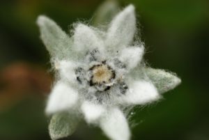 L'Edelweiss (Leontopodium alpinum)<br>
Région de la vallée des Merveilles / Vallée de la Roya<br>
Parc National du Mercantour