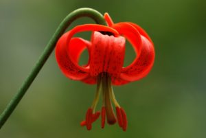 Le Lys Turban ou de Pompone (Lilium pomponium) 
Parc National du Mercantour / Région de la vallée des Merveilles / Vallée de la Roya