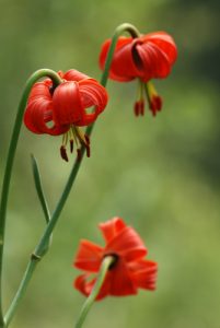 Le Lys Turban ou de Pompone (Lilium pomponium) 
Parc National du Mercantour / Région de la vallée des Merveilles / Vallée de la Roya