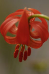 Le Lys turban (Lilium pomponium) endémique des versants sud du Mercantour - 
Parc national du Mercantour