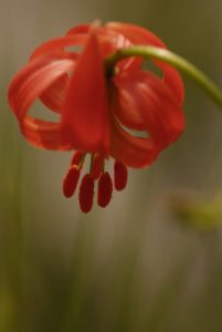Le Lys turban (Lilium pomponium) endémique des versants sud du Mercantour - 
Parc national du Mercantour