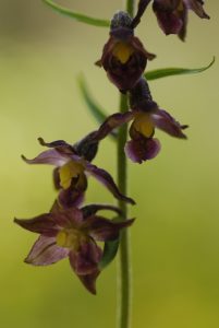 L'Orchidée Epipactis rouge sombre (Epipactis atrorubens)<br>
Parc Naturel Régional des Préalpes dAzur