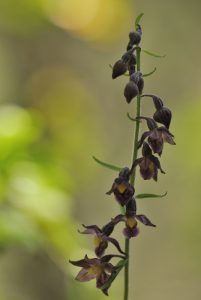 L'Orchidée Epipactis rouge sombre (Epipactis atrorubens)<br>
Parc Naturel Régional des Préalpes dAzur