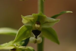 L'Orchidée Epipactis de Müller (Epipactis muelleri)<br>
Parc Naturel Régional des Préalpes dAzur