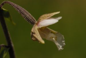 Epipactis des marais, (Epipactis palustris)<br>
Parc Naturel Régional des Préalpes dAzur