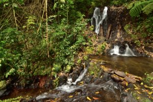 La Pagode (Clerodendrum paniculatum)<br>
Anse des Galets<br>
Parc Naturel Régional de La Martinique