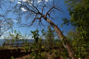 La Queue de chat (Acalypha hispida)<br>
Anse des Galets<br>
Parc Naturel Régional de La Martinique