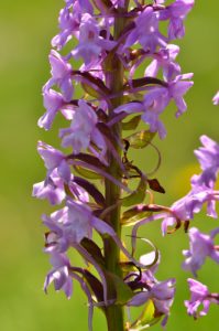 L'Orchidée Orchis moustique (Gymnadenia conopsea)<br>
Les Lacs de Cayolle<br>
Parc Naturel National du Mercantour