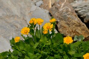 La Doronic à grandes fleurs (Doronicum grandiflorum)<br>
Les Lacs de Cayolle<br>
Parc Naturel National du Mercantour