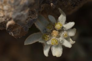 L'Édelweiss (Leontopodium alpinum)<br>
La Crête de Vars<br>
Parc Naturel Régional du Queyras