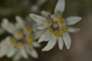 L'Édelweiss (Leontopodium alpinum)<br>
La Crête de Vars<br>
Parc Naturel Régional du Queyras