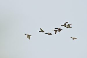 Le Canard colvert (Anas platyrhynchos) en vol<br>
Réserve Naturelle de Lilleau des Niges<br>
Île de Ré