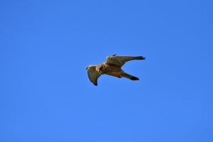 Le Faucon crécerelle (Falco tinnunculus) en vol dit du "Saint-Esprit"<br>
Pointe de Chanchardon<br>
Île de Ré